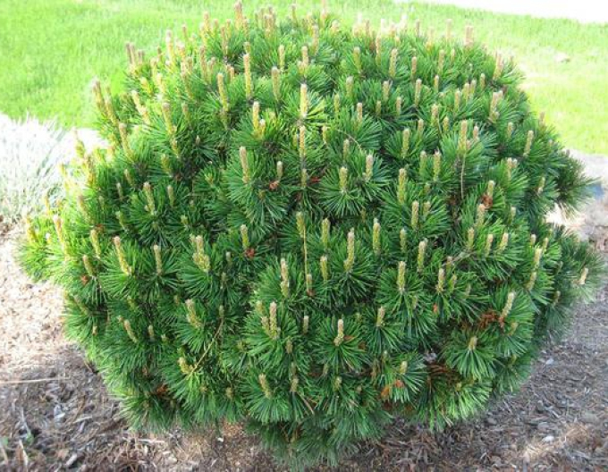 Pin de munte ´Mughus´