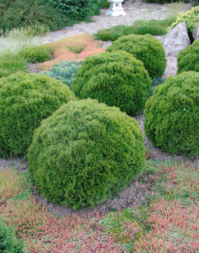 Thuja de vest ´Danica´