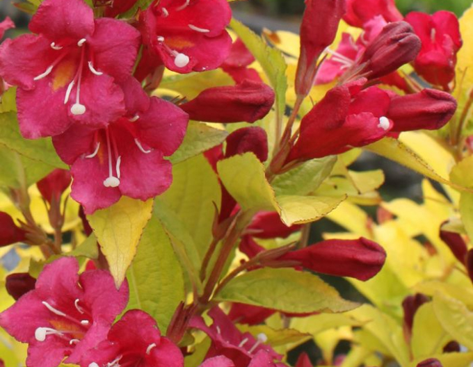 Weigela florida "Olympiade