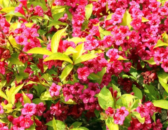 Weigela florida "Olympiade