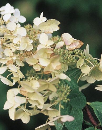 Hortensie paniculate ´Unique´