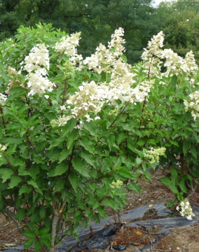Hortensie paniculate ´Unique´