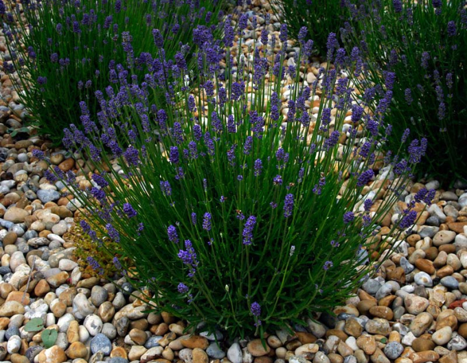 Lavanda "Aromatico Blue Compact"