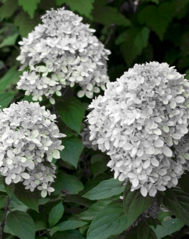 Hortensie paniculate ´Little Alf´