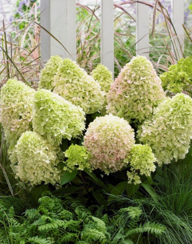 Hortensie paniculate ´Little Alf´
