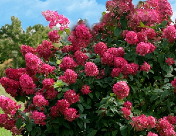 Hortensia Purple
