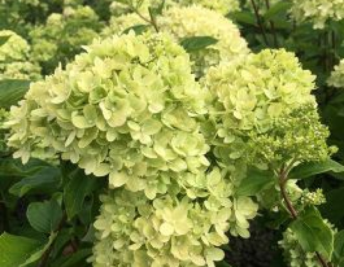 Hortensia "Lime