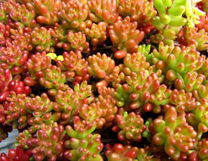 Stonecrop Coral Carpet