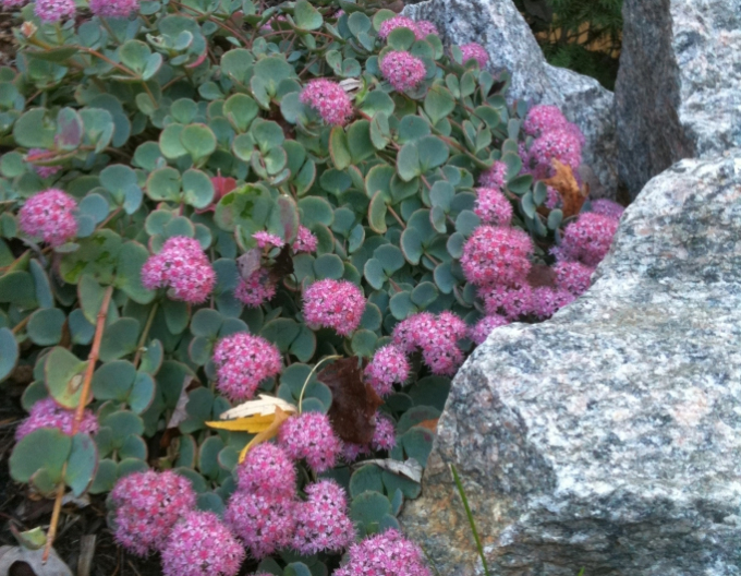 Stonecrop "Sieboldii" 1L