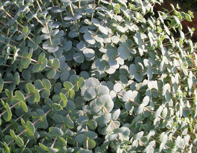 Stonecrop "Sieboldii" 1L
