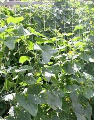 Plasă de susținere pentru cultivarea plantelor 1,2m x 10m