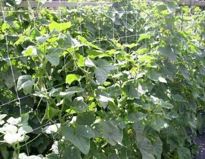 Plasă de susținere pentru cultivarea plantelor 1,2m x 5m