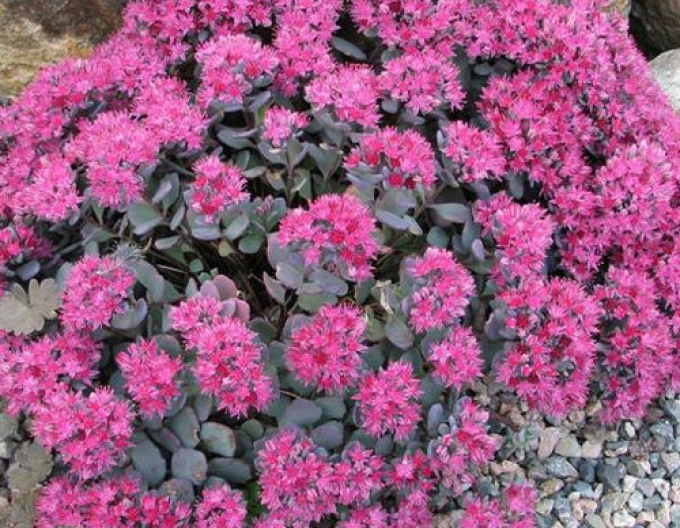 Stonecrop Cauticola Lidakense