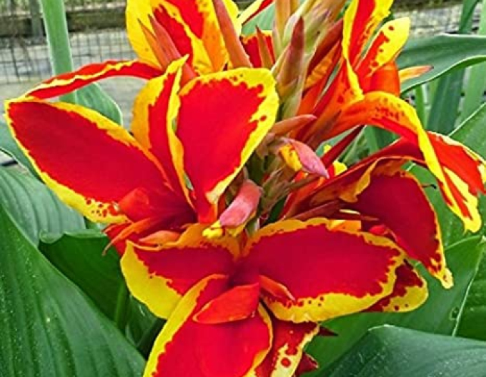 Canna ´Lucifer´