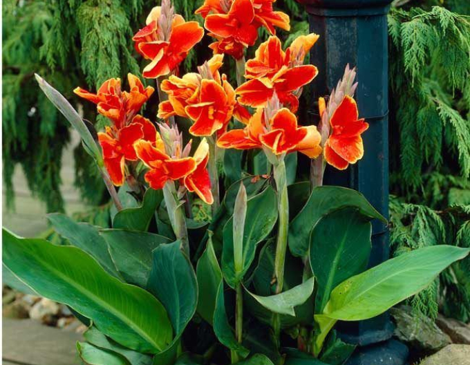 Canna ´Lucifer´