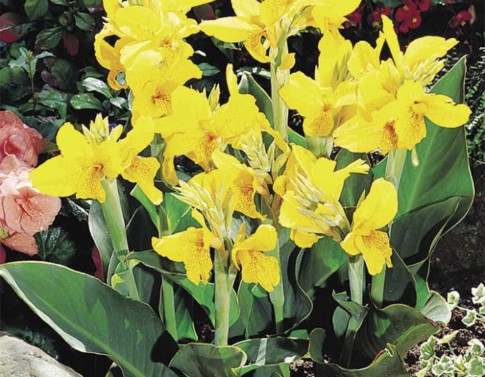 Canna´Yellow Humbert´