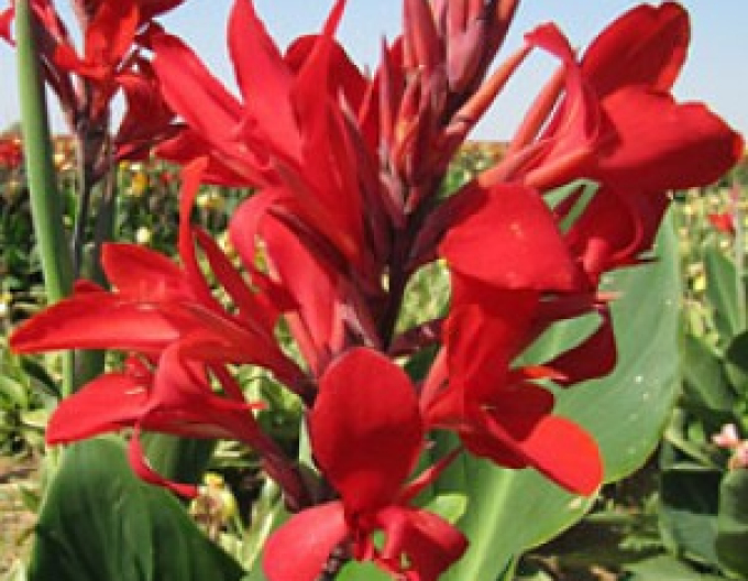 Canna ´Evening Star´