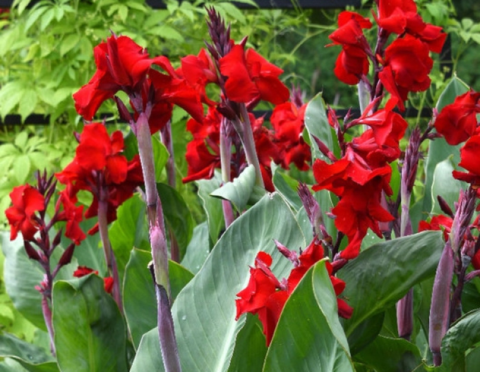 Canna ´Evening Star´