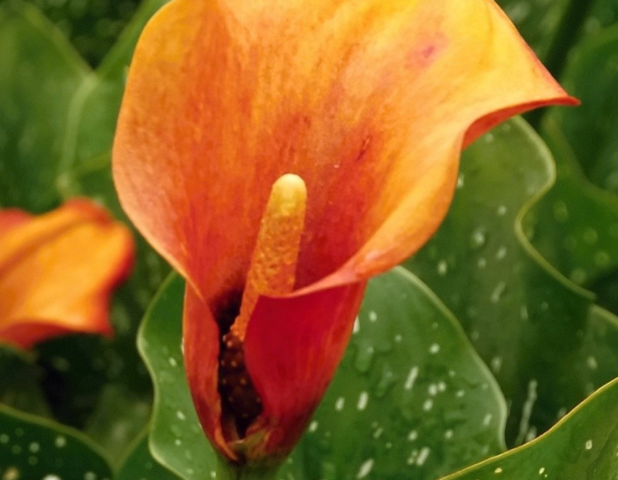 Cala ´Orange´