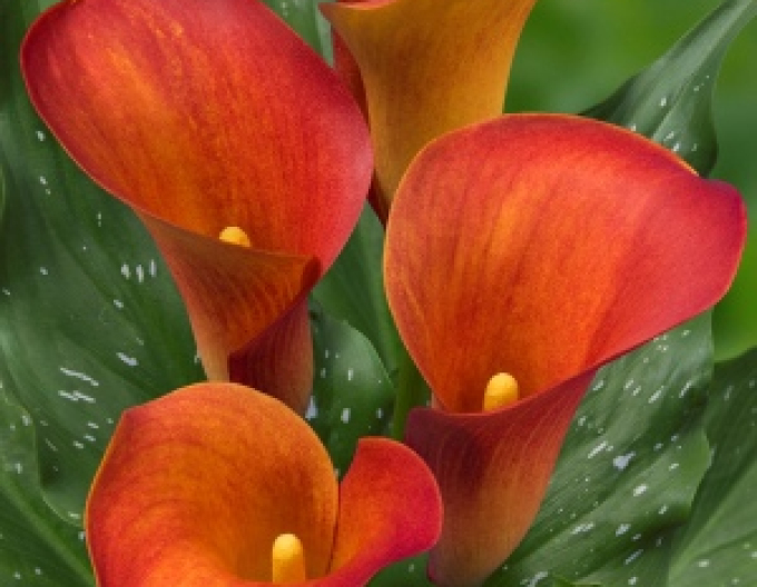 Cala ´Orange´