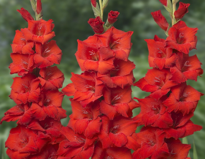 Gladiola Roșu