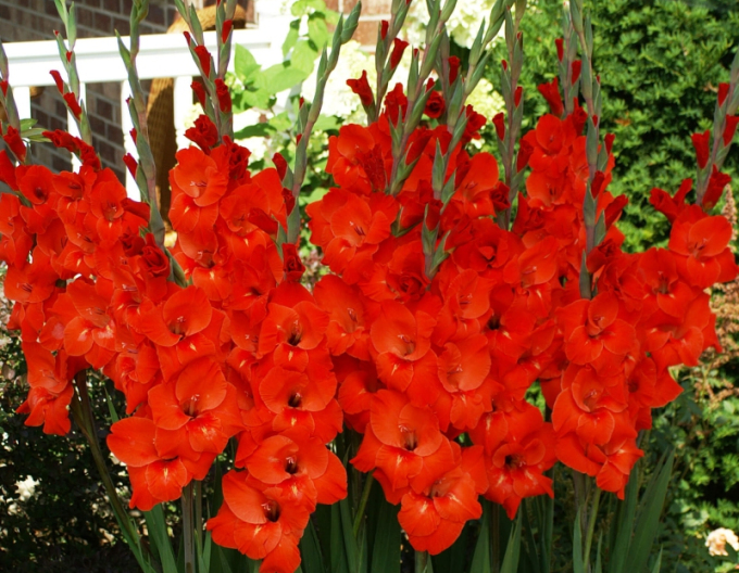 Gladiola Roșu