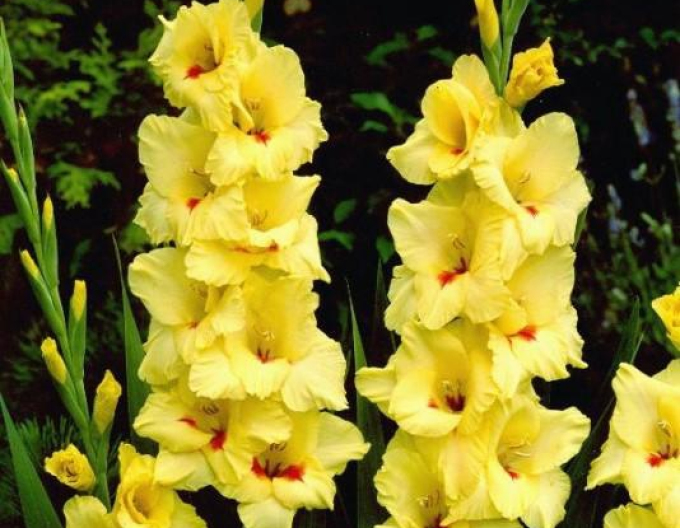 Gladiola Galbenă