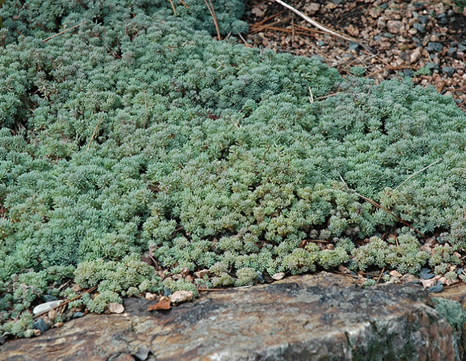Stonecrop Minus