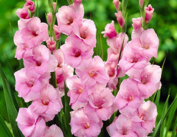 Gladiola Roz