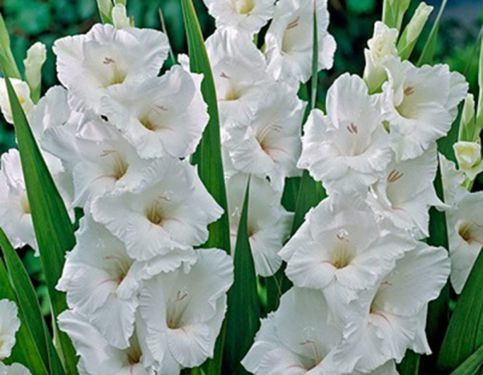 Gladiola ´White´
