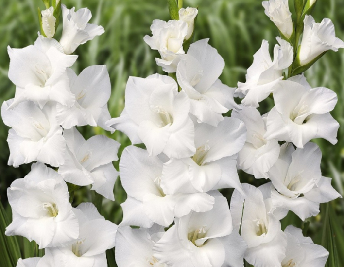 Gladiola ´White´