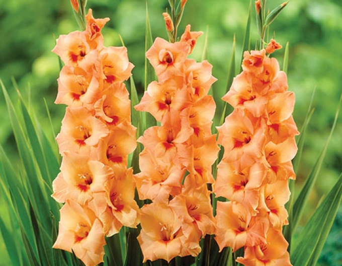 Gladiola Orange