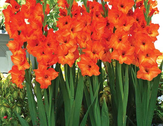 Gladiola Orange