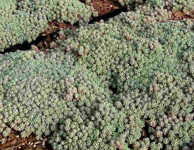 Stonecrop Minus