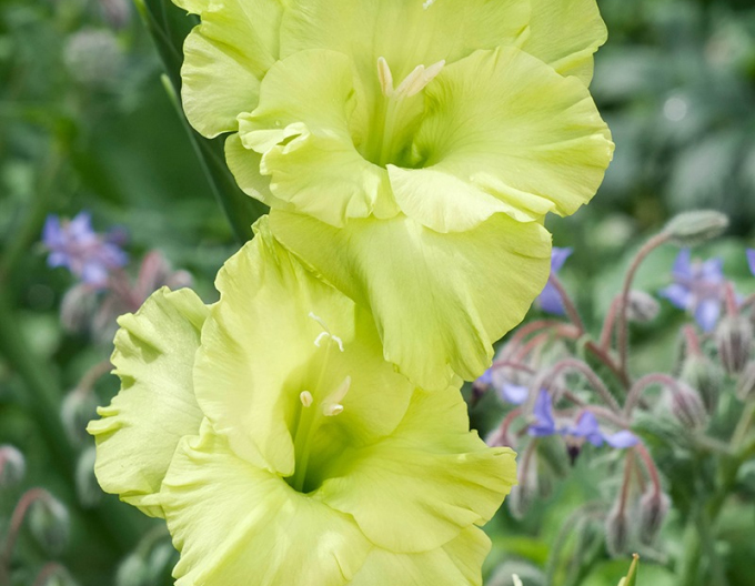 Gladiola ´Green Star´