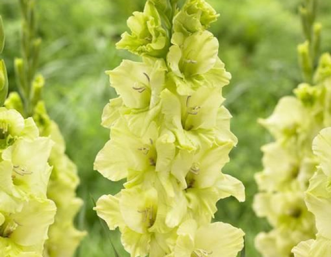 Gladiola ´Green Star´