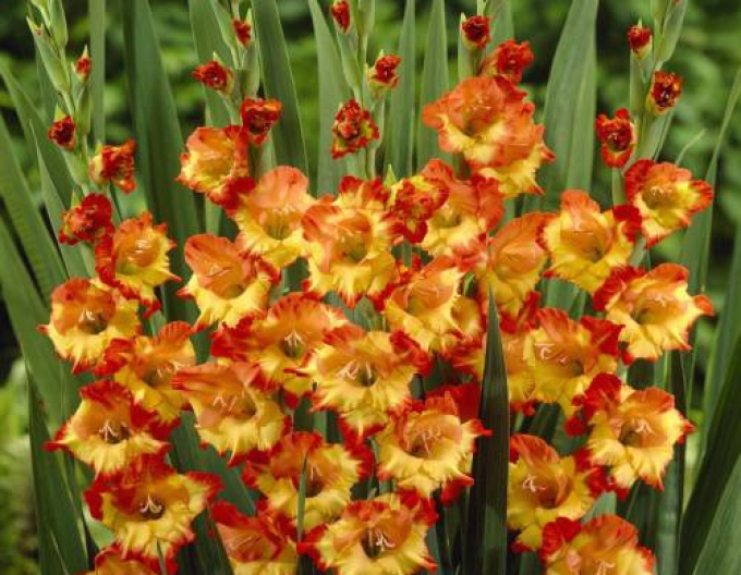Gladiola ´Princess Margaret Rose´