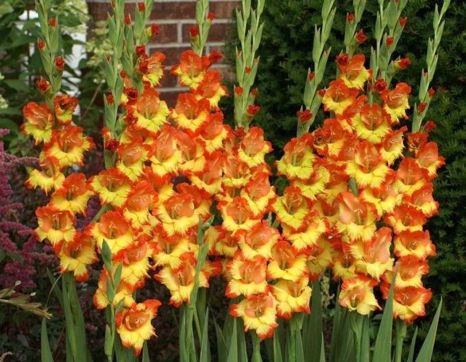 Gladiola ´Princess Margaret Rose´