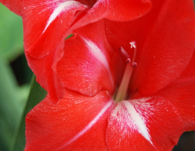 Gladiola ´Tradehorn´