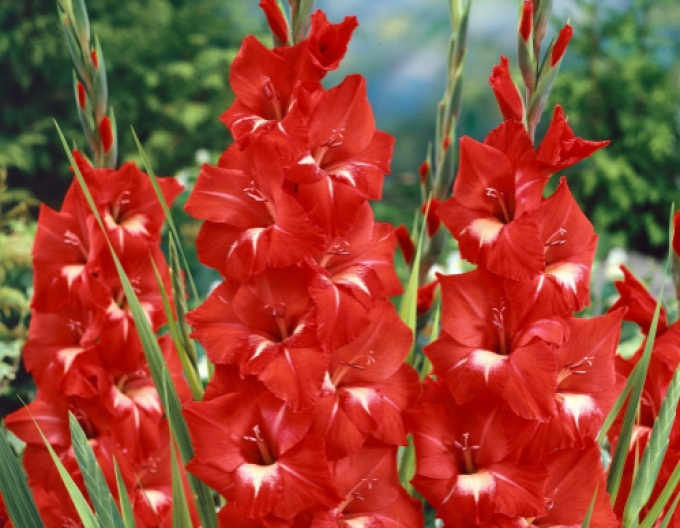 Gladiola ´Tradehorn´