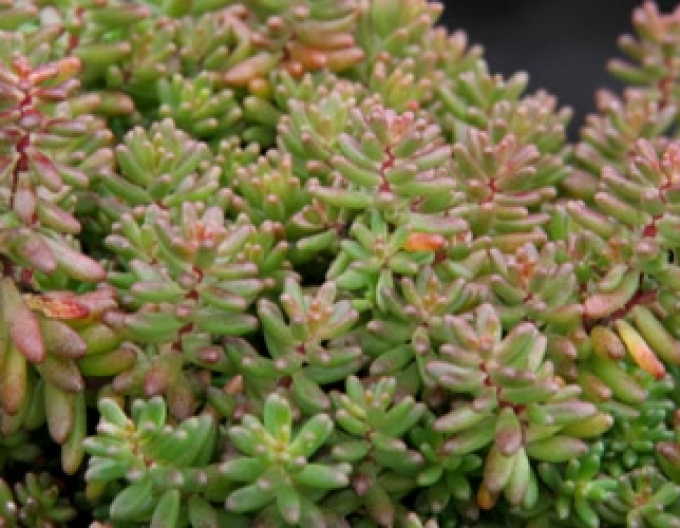 Stonecrop Murale