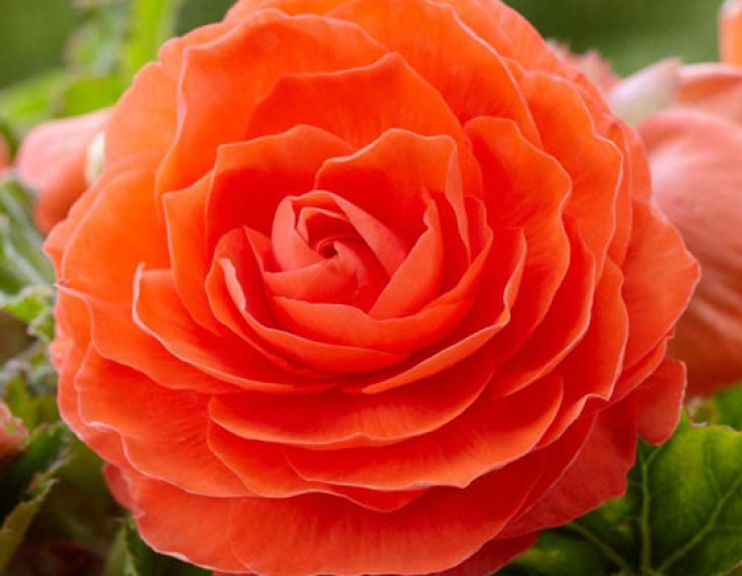Begonia Orange