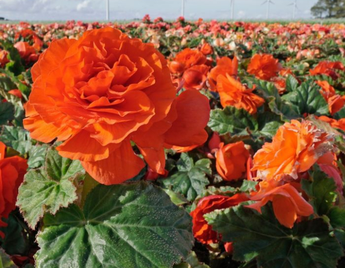 Begonia Orange