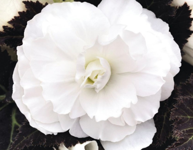 Begonia Albă