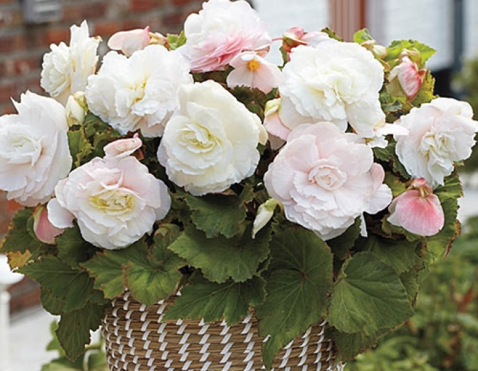 Begonia Albă