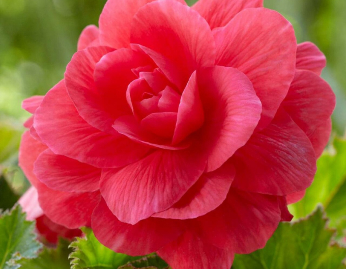 Begonia Roz