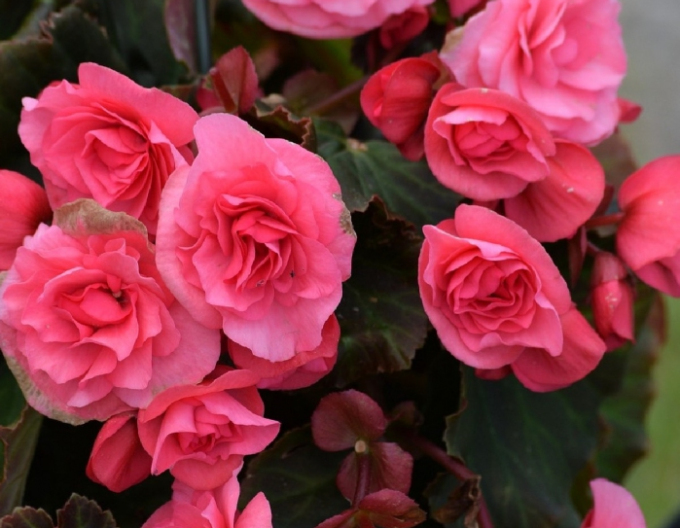 Begonia Roz