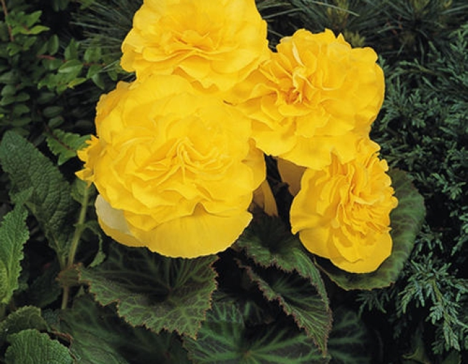 Begonia Galbenă