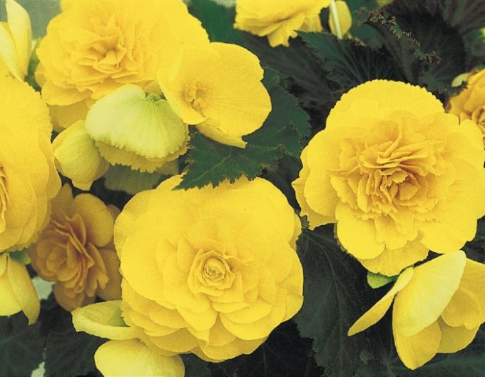 Begonia Galbenă
