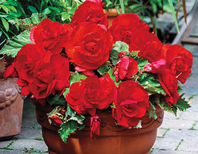 Begonia Red